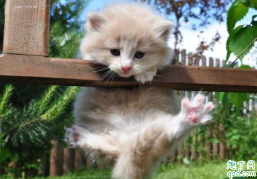 猫咪肾衰竭会很痛苦吗 猫咪急性肾衰竭能治好吗