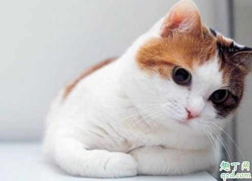 猫咪肾衰竭会乱尿吗 猫咪为什么会肾衰竭