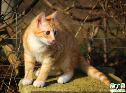 猫咪肾衰竭会乱尿吗 猫咪为什么会肾衰竭