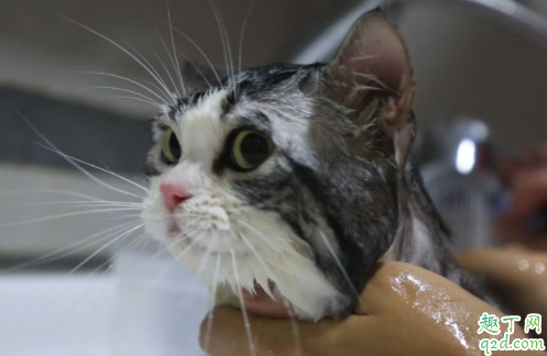 两个月大的猫咪能洗澡吗 猫咪一年不洗澡会怎么样