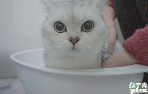 两个月大的猫咪能洗澡吗 猫咪一年不洗澡会怎么样