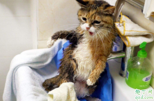 两个月大的猫咪能洗澡吗 猫咪一年不洗澡会怎么样