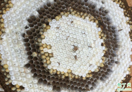 野蜂蜂蛹可以吃吗 胡蜂蜂蛹什么时候最饱满