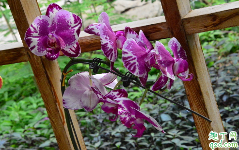 蝴蝶兰花蕾干枯是什么原因 蝴蝶兰花蕾干枯怎么解决