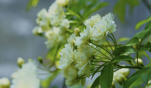 木香花叶面老喷水好吗 木香花怎么浇水长得好