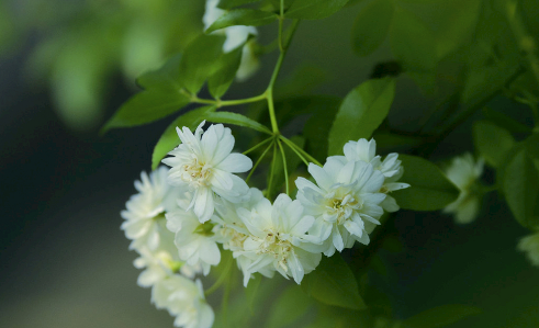 木香花叶面老喷水好吗 木香花怎么浇水长得好