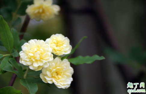 木香花好养活不 木香花怎样养花开旺盛