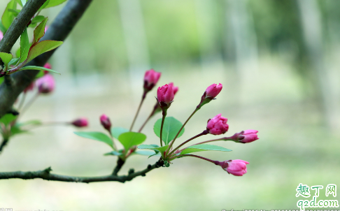 海棠花只长叶不开花正常吗 海棠花老不开花怎么解决