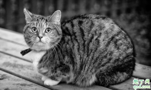 猫咪尾巴竖起来一直叫为什么 猫咪尾巴炸毛是为什么