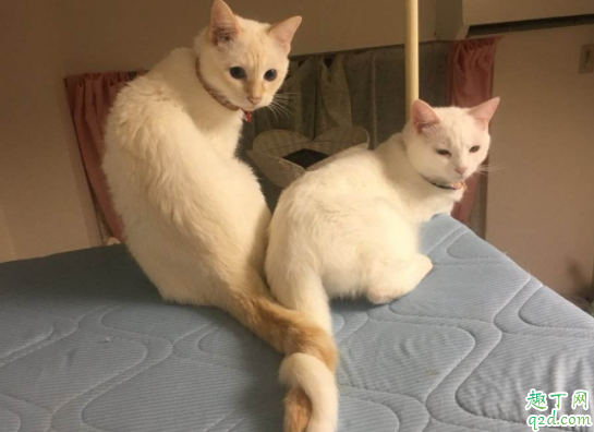 猫咪追着自己的尾巴是什么意思 猫咪会把尾巴咬出血到底怎么办