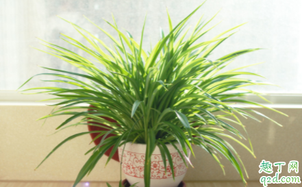 兰花为什么要喷多灵菌 兰花有花苞可以喷多灵菌吗