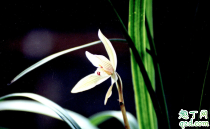 兰花为什么要喷多灵菌 兰花有花苞可以喷多灵菌吗