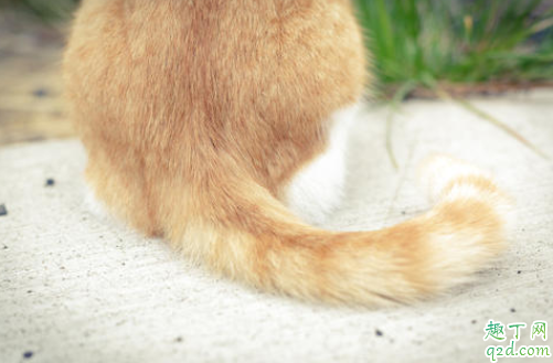 猫咪尾巴骨折会自己好吗 猫尾巴骨折了不管他会有危险么