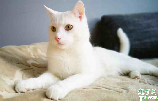 猫咪尾巴骨折会自己好吗 猫尾巴骨折了不管他会有危险么