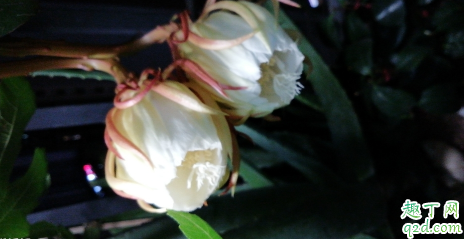 昙花好养活吗 ​昙花怎样养才能花开旺盛