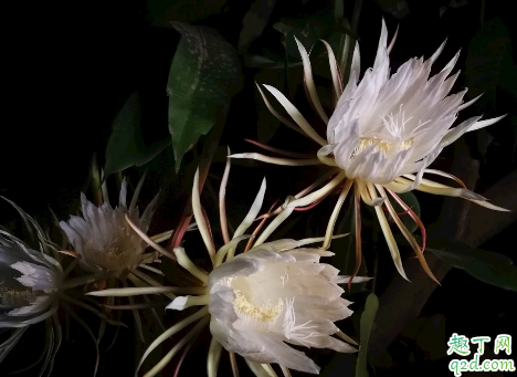 昙花好养活吗 ​昙花怎样养才能花开旺盛