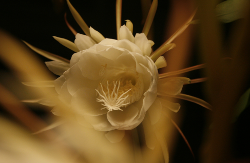 昙花可以耐多少度低温 昙花低温下该怎么养护