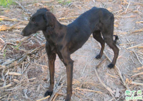 细犬会不会咬人 细犬吃什么毛发亮