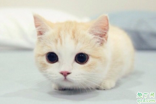 奶猫羊奶粉一次喂多少 幼猫一天喝几次羊奶粉