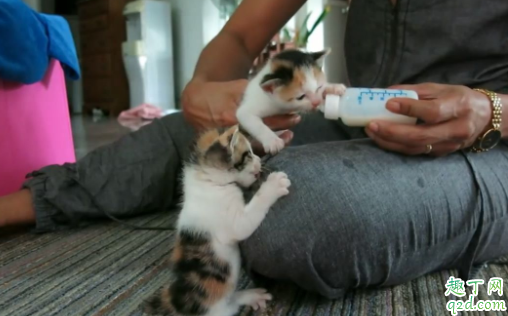 奶猫羊奶粉一次喂多少 幼猫一天喝几次羊奶粉