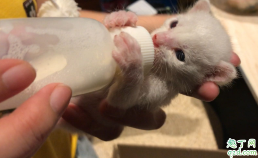 奶猫羊奶粉一次喂多少 幼猫一天喝几次羊奶粉