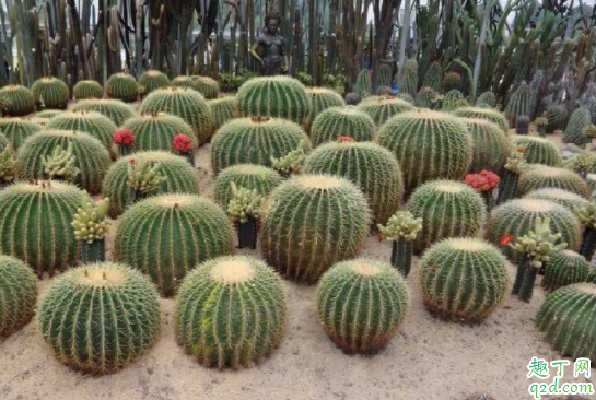 深圳仙湖植物园能求护身符吗 深圳仙湖植物园可以放生吗