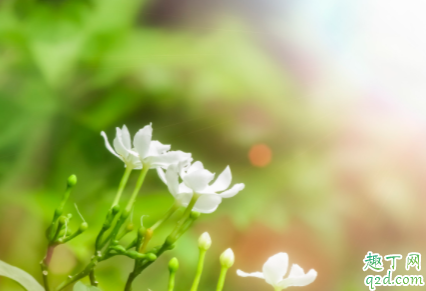 刚买的茉莉花要不要换盆 茉莉花繁殖的方法是什么
