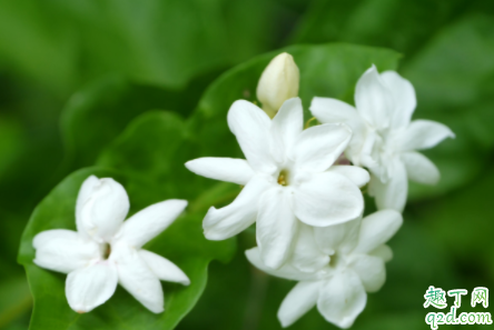 刚买的茉莉花要不要换盆 茉莉花繁殖的方法是什么