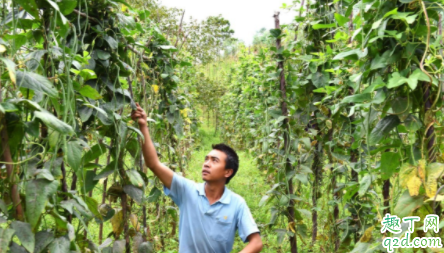 豇豆种植应该如何选种 豇豆为什么要用地膜