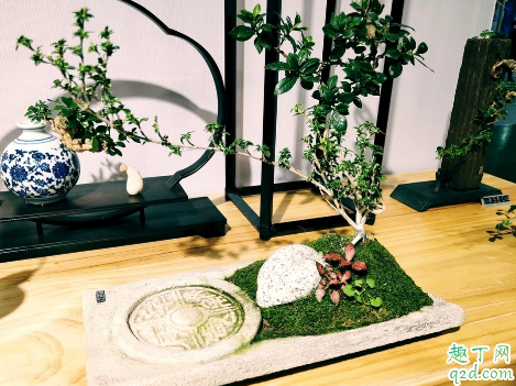 黄杨树叶子干枯是什么原因 黄杨树叶子干枯还有没有救