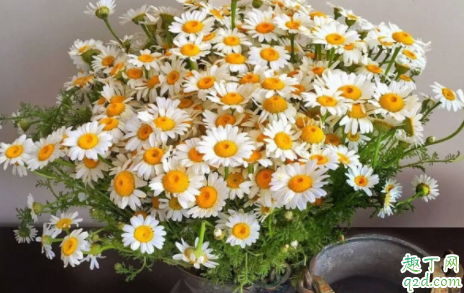 小雏菊移栽后枯萎了怎么办 刚移栽的花可以晒太阳吗