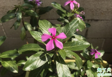 长春花可以在家中种植吗 长春花播种发芽后能晒太阳吗