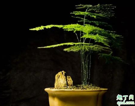 云竹和文竹是一种植物吗 云竹和文竹的差别在哪