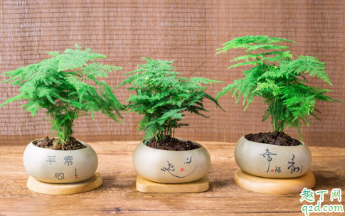 云竹盆景好养活吗 云竹盆景怎么样长得旺盛
