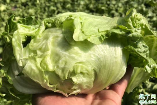 健身期间叶子蔬菜可以减肥吗 人是不是一定要吃叶子菜