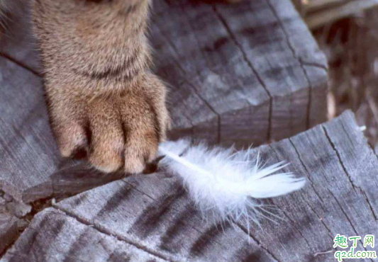 过敏性鼻炎会对猫毛过敏吗 如何判断自己是不是对猫猫过敏