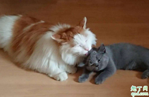 猫肚子里的毛球排不出去咋办 猫咪不喂化毛膏可以吗