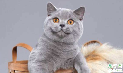 猫毛会吸进人身体里吗 猫咪吃蛋黄可以化毛吗