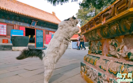 故宫猫在哪里能看到 故宫猫在哪个宫活动