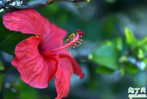 芙蓉花是冬天开的吗 芙蓉花是什么季节的花