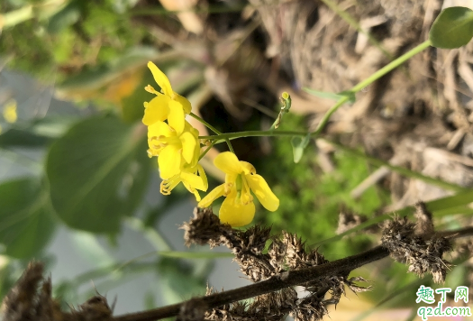 油菜花有多少种拍法 油菜花拍摄技巧