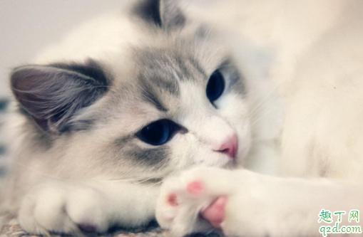 猫咪怎么叫都不理怎么办 猫咪为什么不爱搭理人
