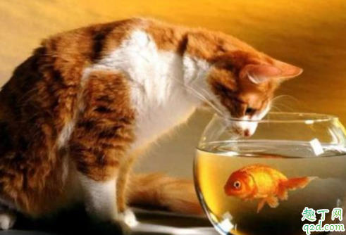 猫吃鱼会吐鱼刺吗 猫能吃鱼会被刺卡住吗