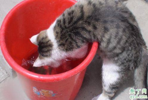 猫吃鱼会吐鱼刺吗 猫能吃鱼会被刺卡住吗