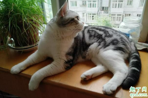 公猫绝育后还有发情状态怎么办 做过绝育的猫为什么还发情样的叫