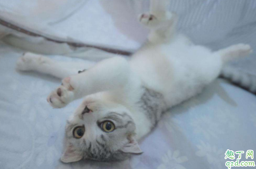 猫什么情况下失禁 猫咪大小便失禁会自己好吗