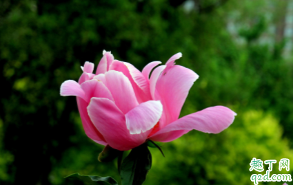 春节家里摆什么花好看 春节家里放什么花草好