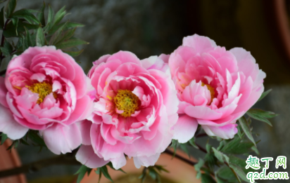 春节家里摆什么花好看 春节家里放什么花草好