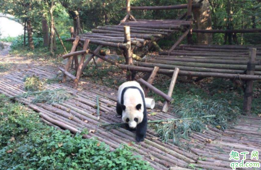 成都熊猫基地可以抱熊猫吗 熊猫基地几点去比较好