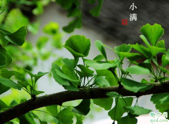 2021年小满是几月几号 2021年什么时候小满几点几分